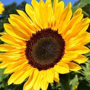 Il caldo