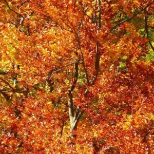 Autunno