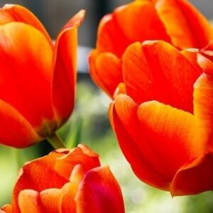 Primavera