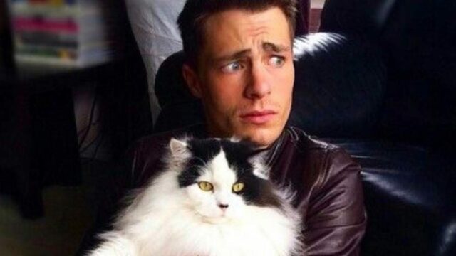 colton haynes