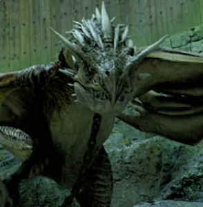 drago quiz